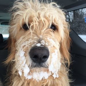 Meet your Posher, Dana